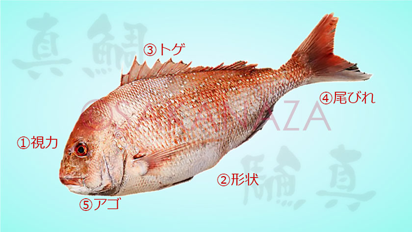 真鯛生態特徴図解｜真鯛の生態と習性