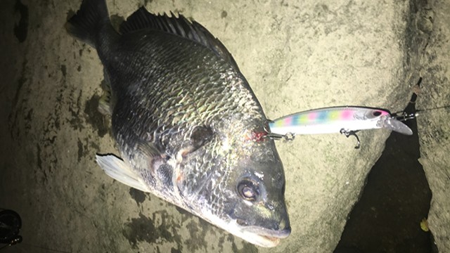 チニング深秋釣果|秋、チニング