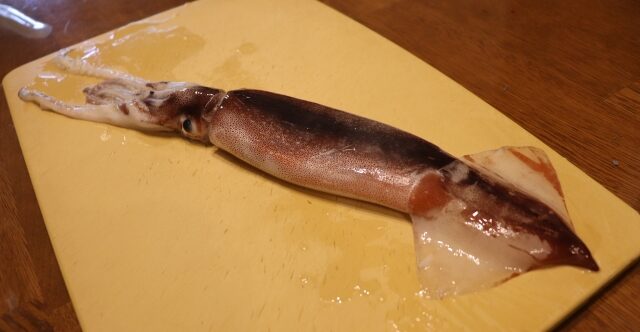 スルメイカ|エギングで釣れるイカの種類