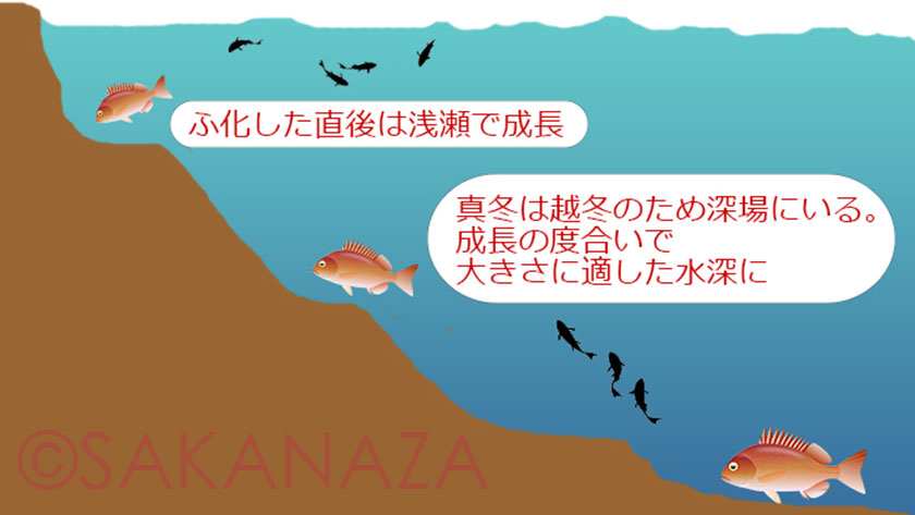 真鯛生息場所｜真鯛の生態と習性