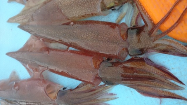 ヤリイカ|エギングで釣れるイカの種類