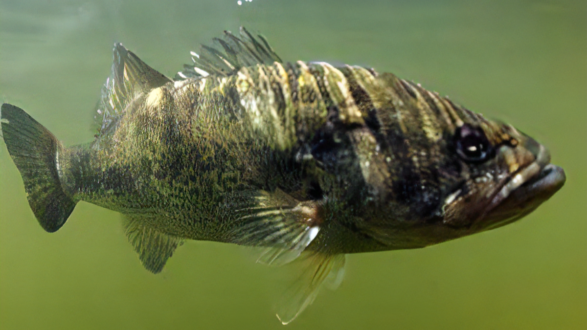 どんな魚|ブラックバス,飼育,許可,
餌,逮捕