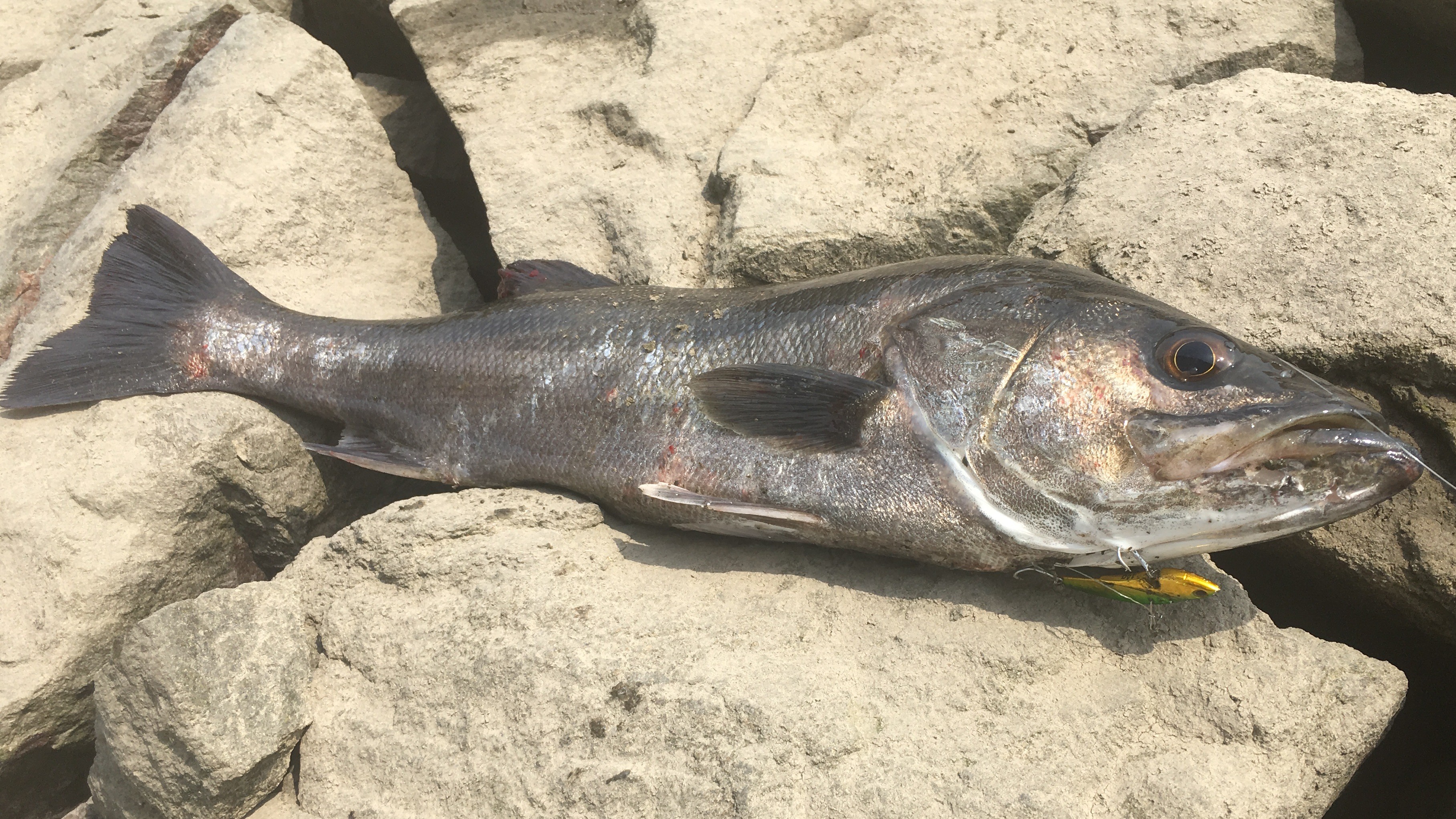 釣りやすい居着き型|河川,オープンエリア,リバーシーバス,釣り方