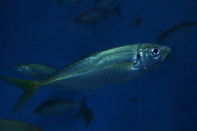 アジング,釣れない