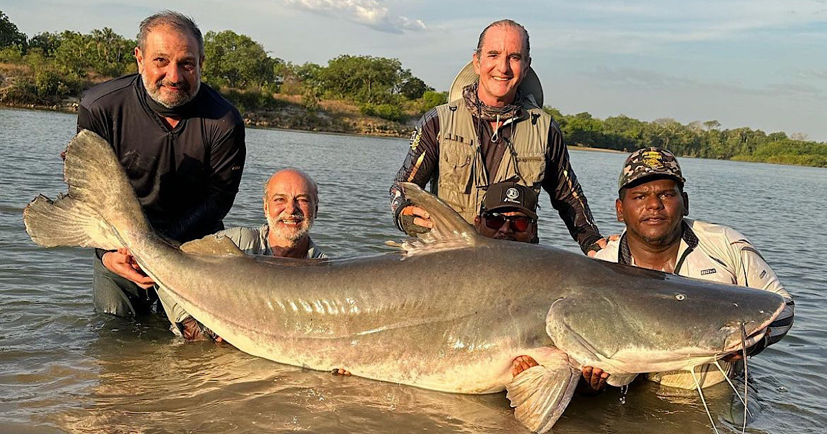 ピライーバ｜恐ろしい殺傷事件の前例がある世界の巨大殺人淡水魚