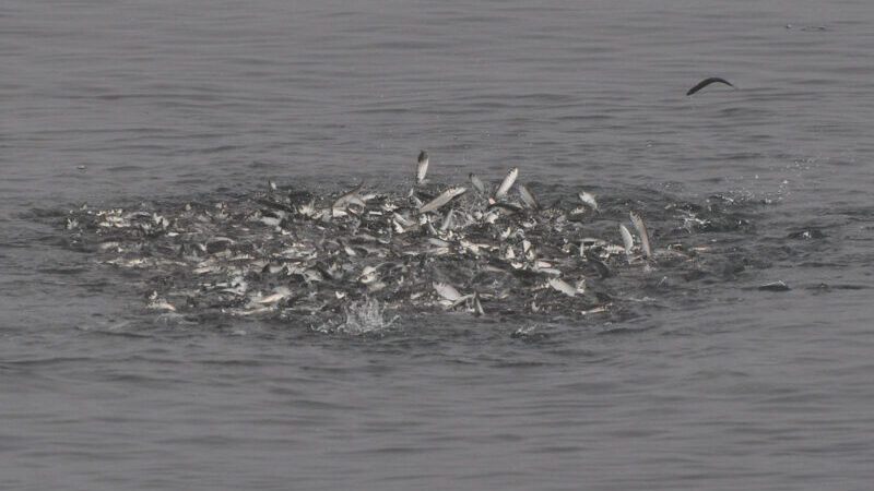 ボイルとライズ｜英語の釣り用語の間違いを正す勉強会