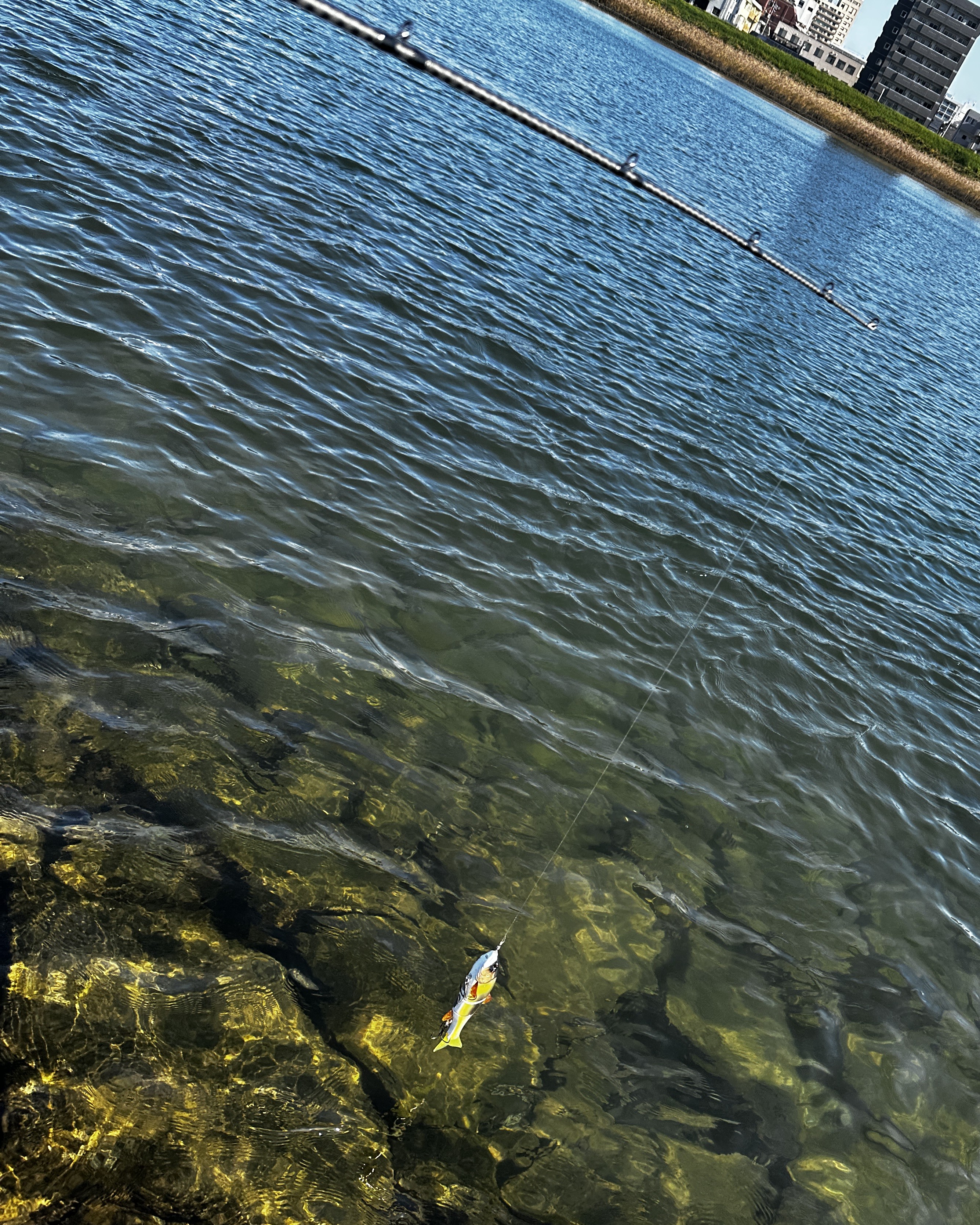 弾性は硬め、ティップ｜ディアルーナB80XH,インプレ,ビッグベイト,リール,シマノ