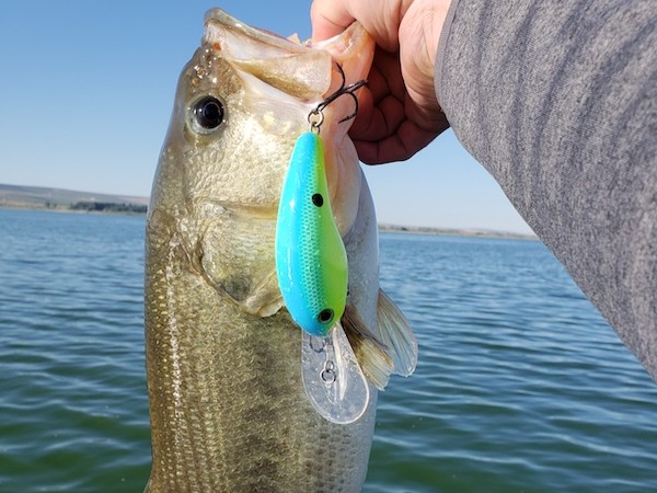 ディープクランク|バス釣り,冬,釣り方,釣れる,ルアー
