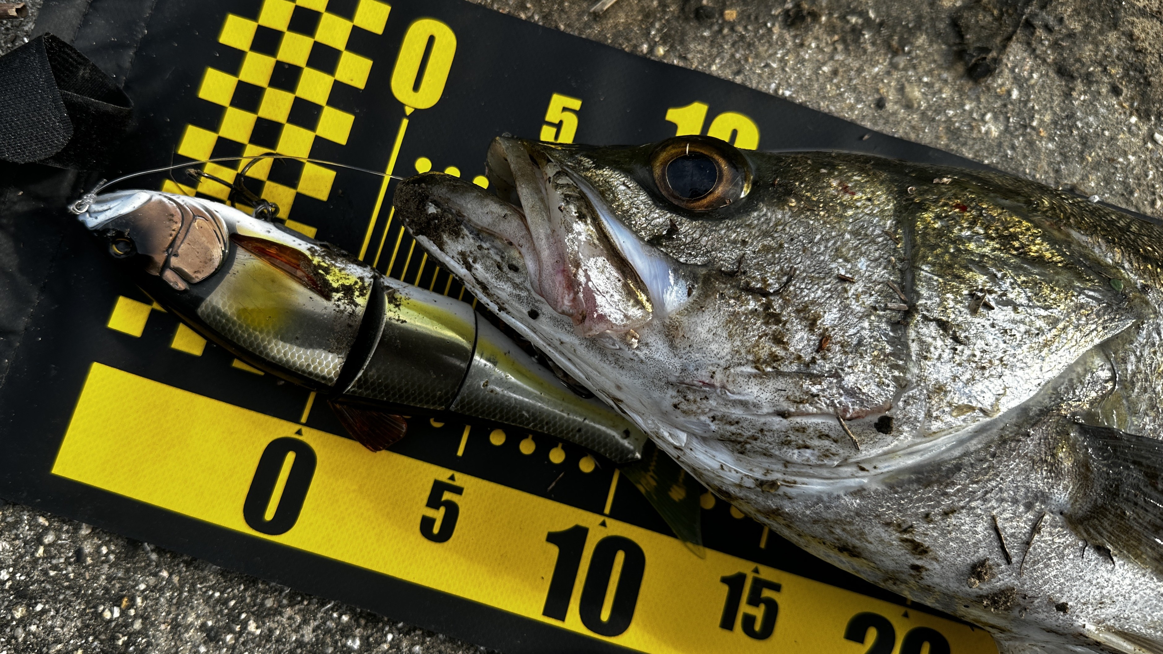 シーバス おかっぱり,使い方｜ダウズスイマー 220,インプレ