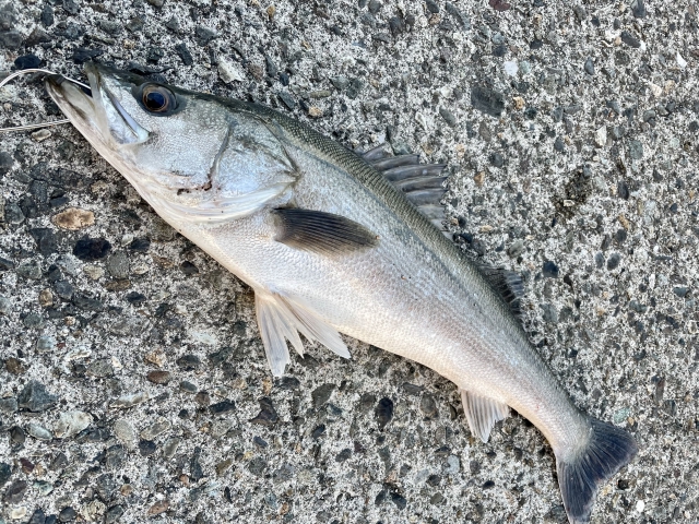 シーバス,エギングロッドで代用できる釣り種4つ｜万能エギングロッド,おすすめ