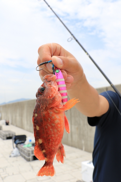 SLJ(スーパーライトジギング),エギングロッドで代用できる釣り種4つ｜万能エギングロッド,おすすめ