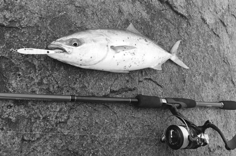 エギングロッドの限界,エギングロッドで代用できる釣り種4つ｜万能エギングロッド,おすすめ