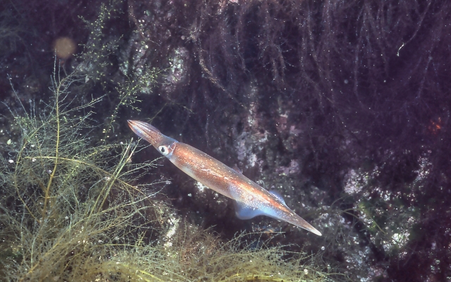 釣れやすい時間帯｜ヤリイカエギング,時期,仕掛け,エギ,タックル