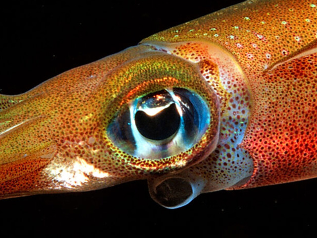 目の大きさ|イカの視力