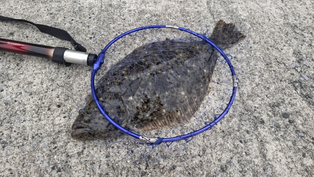 冬のヒラメの特徴|冬,ヒラメ,釣り方,ルアー