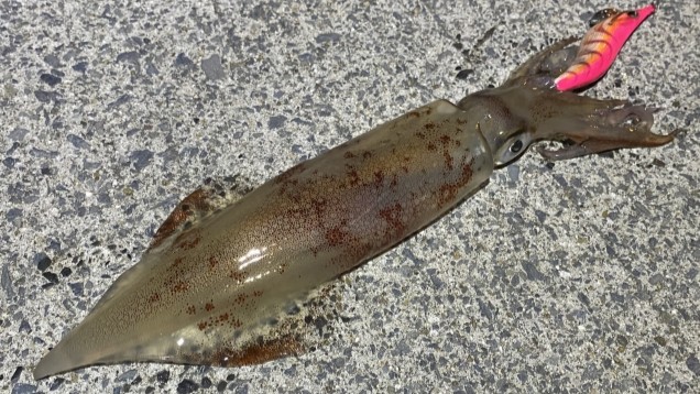 時期｜ヤリイカエギング,仕掛け,エギ,タックル