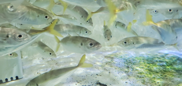 アジの種類とパターン|冬,アジング,釣り方,タックル