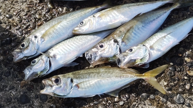 アジや小サバ,ライトタックルでSLSJで釣れる魚｜ライトショアジギングで釣れる魚種