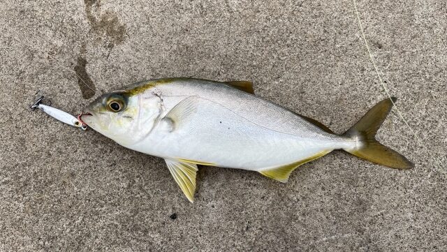 ライトショアジギングで釣れる魚種