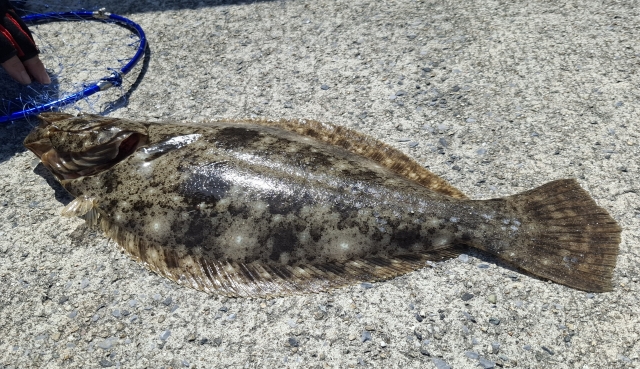 ヒラメ,主なターゲット｜ライトショアジギングで釣れる魚種