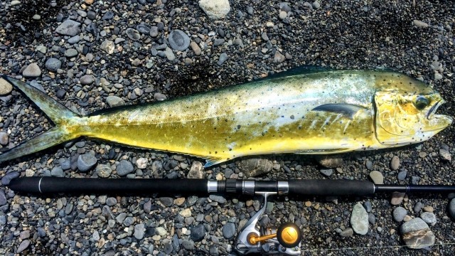 シイラ,地域限定一度は釣ってみたい魚｜ライトショアジギングで釣れる魚種