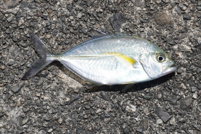 メッキ,ライトタックルでSLSJで釣れる魚｜ライトショアジギングで釣れる魚種