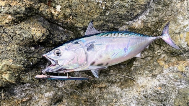 カツオ,地域限定一度は釣ってみたい魚｜ライトショアジギングで釣れる魚種