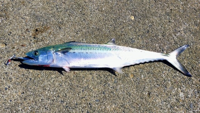 サワラ・サゴシ,主なターゲット｜ライトショアジギングで釣れる魚種