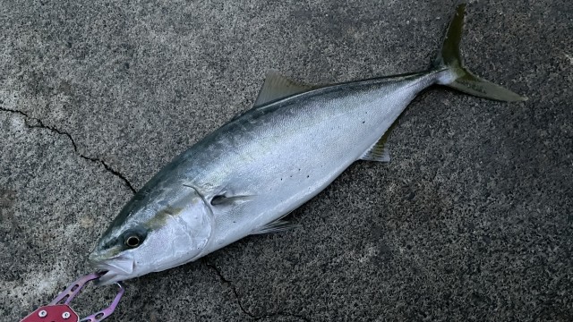 ヤズ、ハマチ,主なターゲット｜ライトショアジギングで釣れる魚種