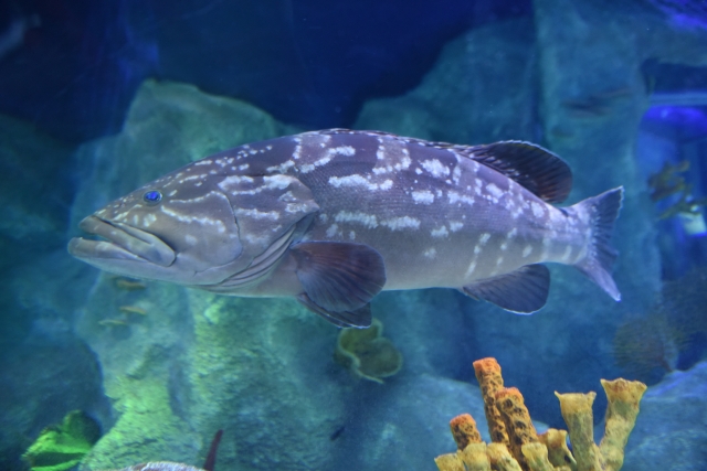 クエなどハードロックフィッシュ、冬に釣りやすい魚種｜冬の海でルアーで釣れる魚と釣り方