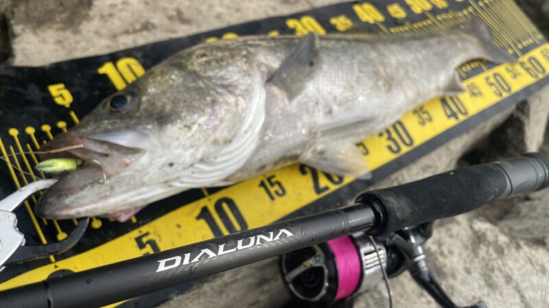 23ディアルーナ,インプレ,S90M,シーバスロッド,スピニング,シマノ