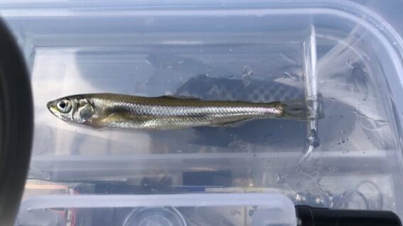 ワカサギ|冬,淡水魚,川,湖,釣り方