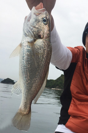 グチ｜ショアラバ,釣れる魚