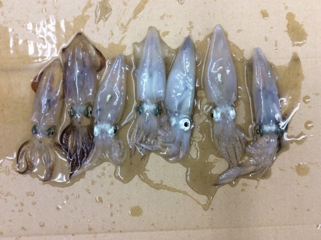 ヒイカ(ジンドウイカ)の特徴｜ヒイカ(ジンドウイカ),仕掛け,釣り方,時期,エギ