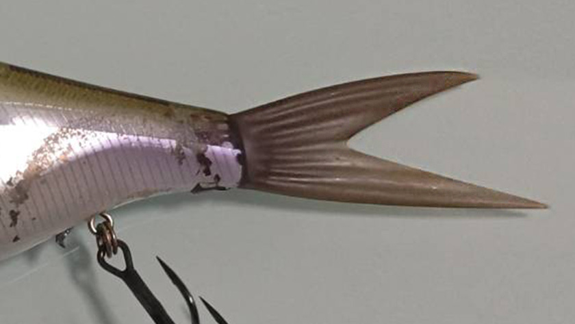 Vテールの向き｜クラッシュ9,セッティング,使い方,タックル