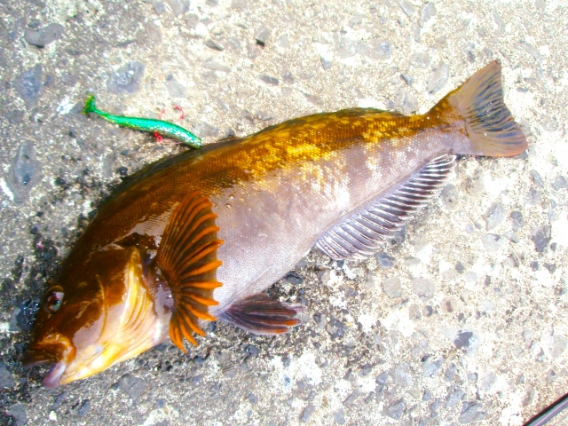 冬,海,ルアー,釣れる魚,釣りやすい魚,釣り方