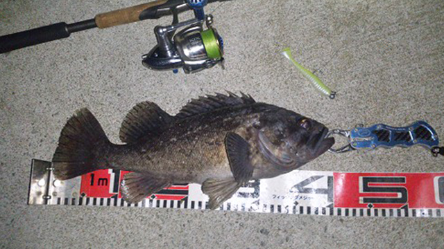 クロソイ,モンスターロックフィッシュ｜ショアジギングで釣れる魚