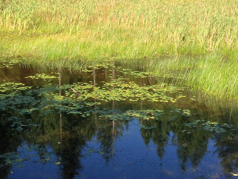 バスが釣れない野池｜野池,バス釣り攻略,釣り方,おすすめルアー
