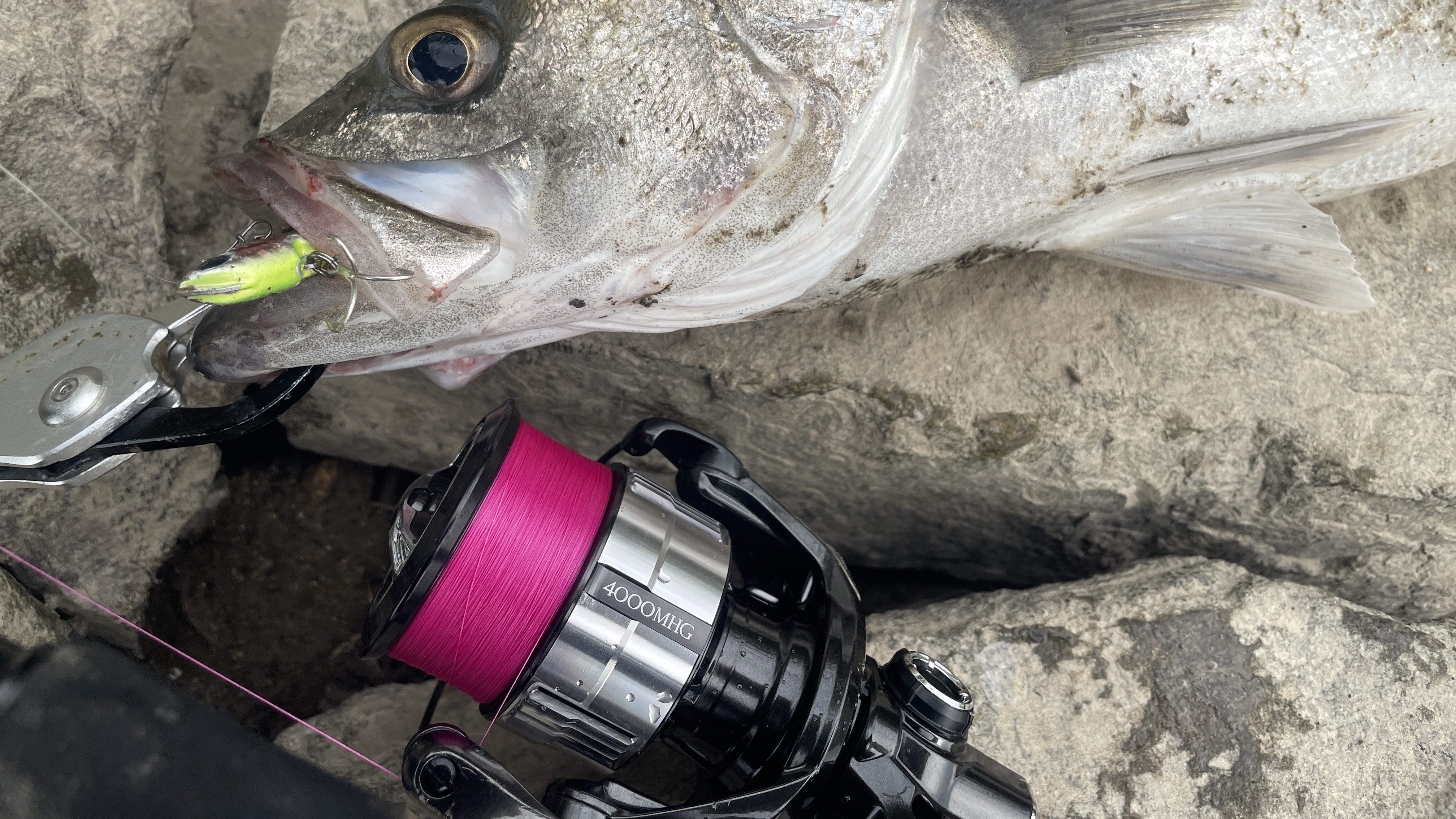 番手｜シーバス,リール,おすすめ,スピニングリール,ダイワ,シマノ