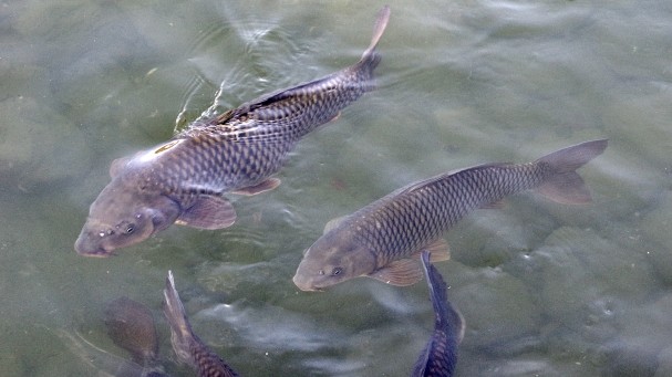コイ|冬,淡水魚,川,湖,釣り方