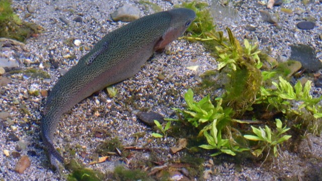 ニジマス|冬,淡水魚,川,湖,釣り方