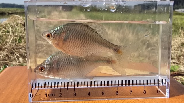 タナゴ|冬,淡水魚,川,湖,釣り方