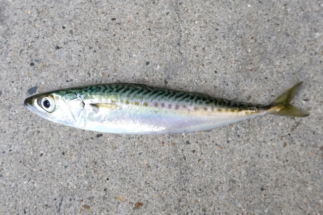サバ｜ショアラバ,釣れる魚