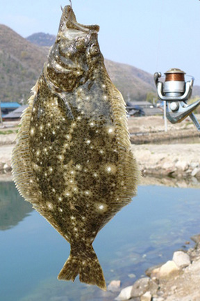 ヒラメ｜ショアラバ,釣れる魚