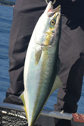 ブリ（ハマチ・ヤズ）｜ショアラバ,釣れる魚