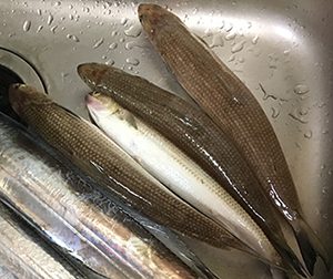 エソ｜ショアラバ,釣れる魚