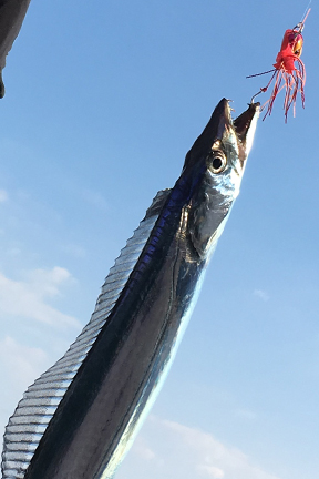 タチウオ｜ショアラバ,釣れる魚