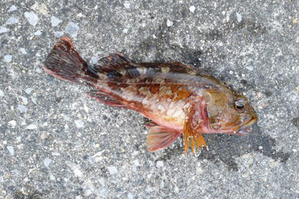 カサゴ｜ショアラバ,釣れる魚