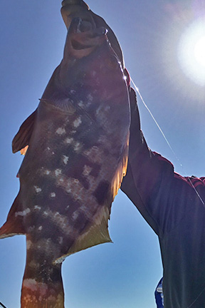 アコウ｜ショアラバ,釣れる魚