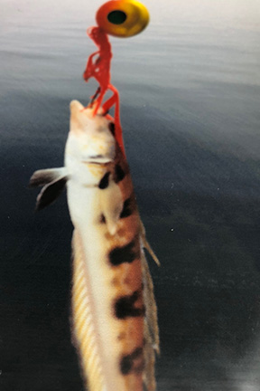 トラハゼ（トラギス）｜ショアラバ,釣れる魚